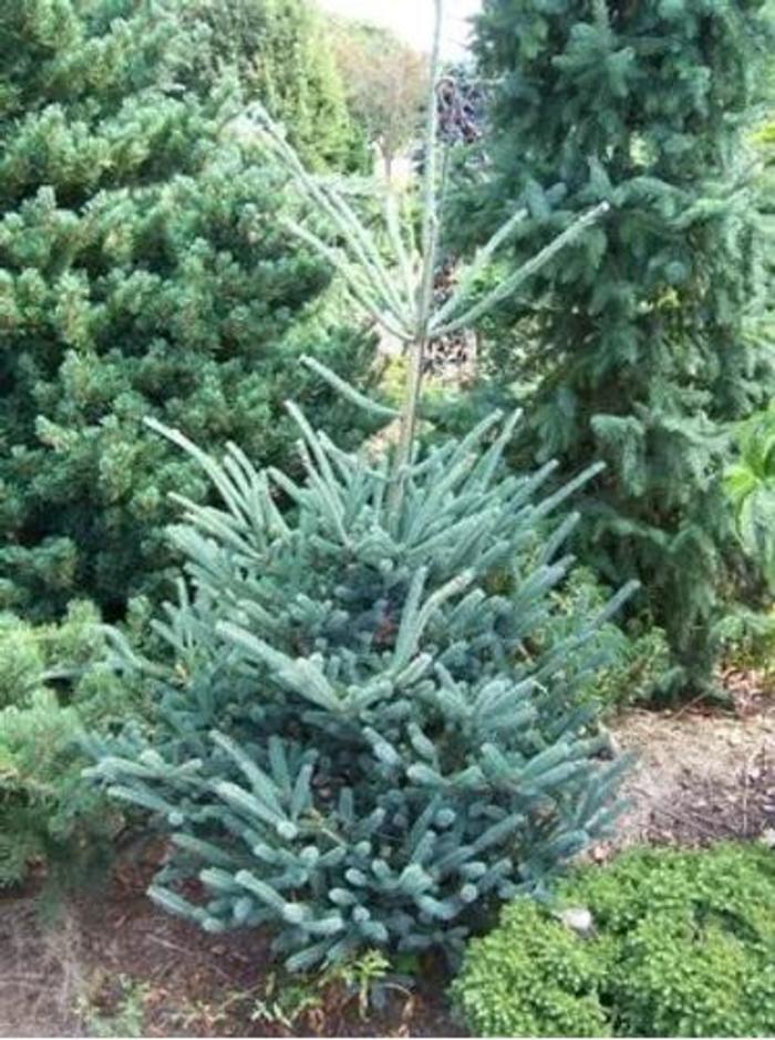 Wells Deer Run Oriental Spruce - Picea orientalis 'Wells Deer Run' from Faller Landscape