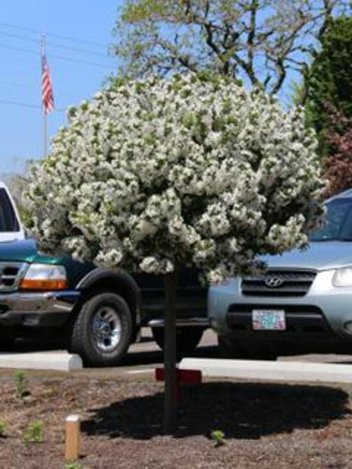 Sparkling Sprite® Crabapple - Malus 'JFS-KW207' from Faller Landscape