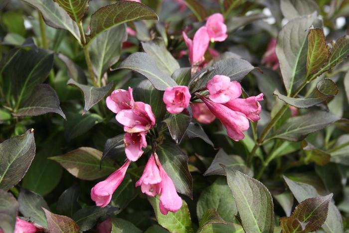 Dark Horse Weigela - Weigela florida 'Dark Horse' from Faller Landscape