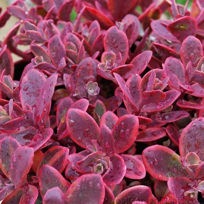 Sunsparkler® 'Wildfire' - Sedum (Stonecrop) from Faller Landscape
