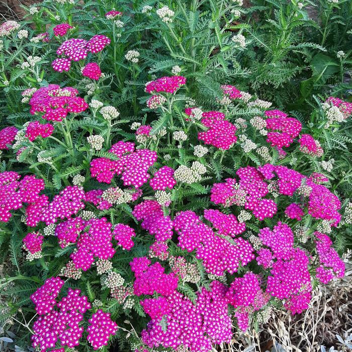 New Vintage Violet Yarrow | Faller Landscape