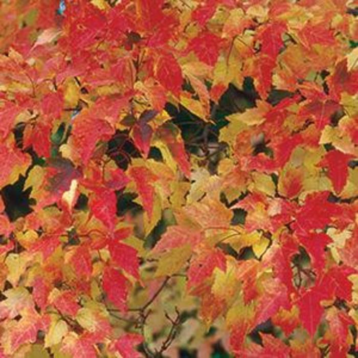 Bailey Compact Amur Maple - Acer ginnala 'Bailey Compact' from Faller Landscape