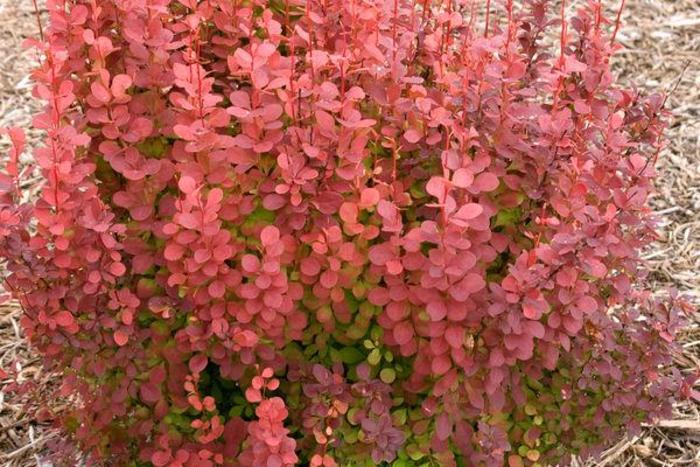 Orange Rocket Barberry - Berberis thunbergii 'Orange Rocket' from Faller Landscape