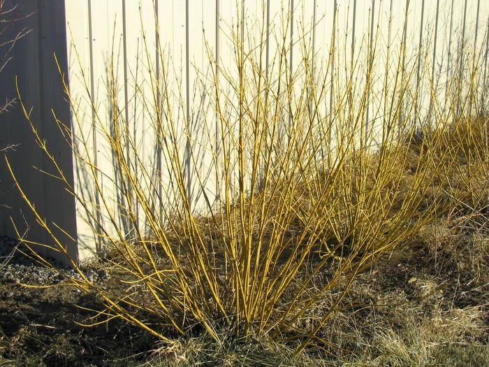 Yellowtwig Dogwood - Cornus sericea 'Flaviramea' from Faller Landscape