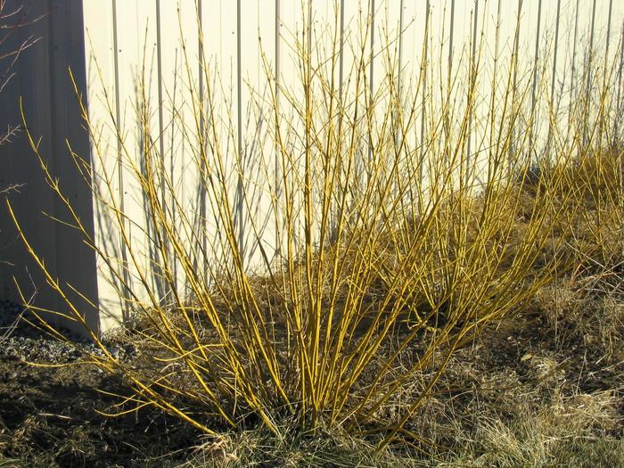 Yellowtwig Dogwood - Cornus sericea 'Flaviramea' from Faller Landscape