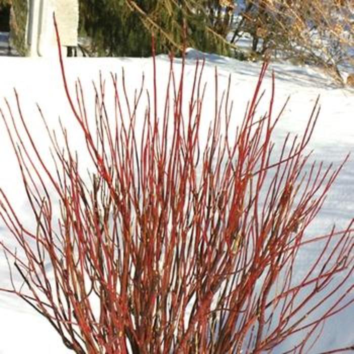 Artic Fire® Dogwood - Cornus stoloifera 'Farrow' from Faller Landscape