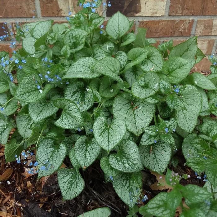 Jack Frost Brunnera - Brunnera macrophylla 'Jack Frost' from Faller Landscape