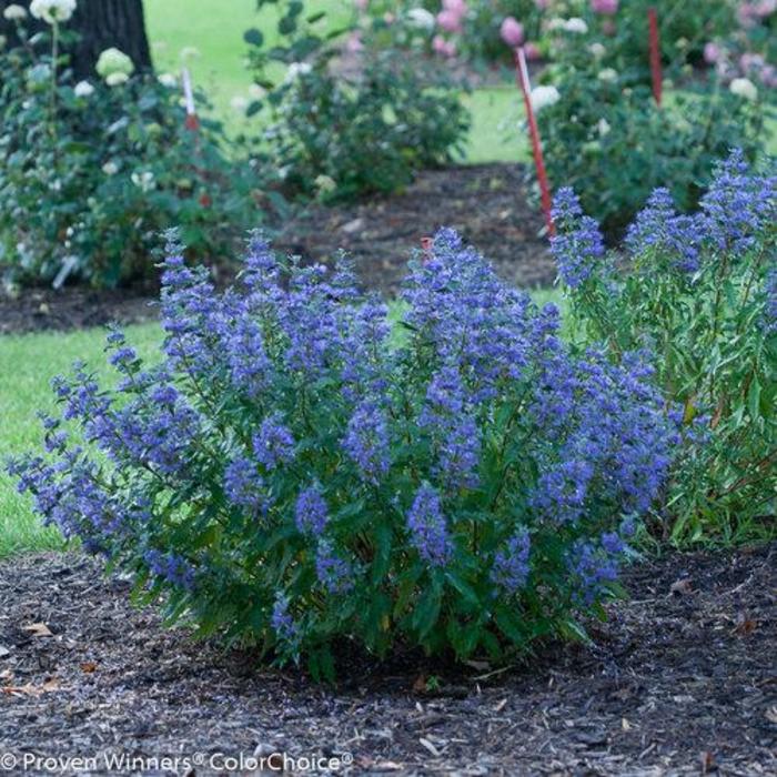 Beyond Midnight® Bluebeard - Caryopteris x clandonensis 'CT-9-12' from Faller Landscape