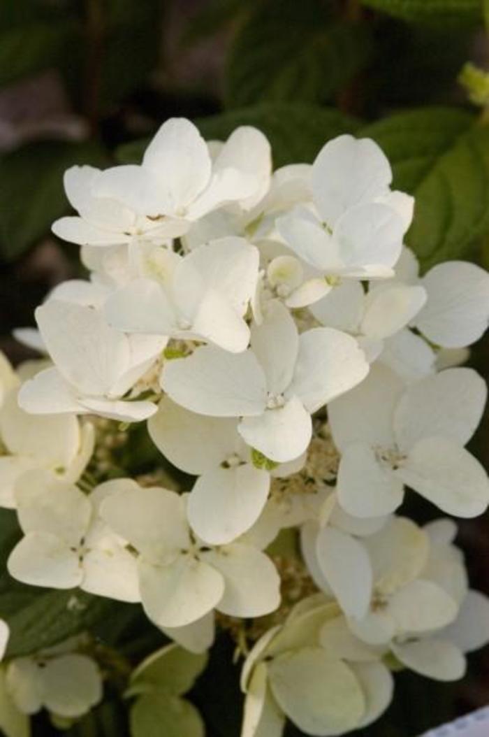 White Diamonds® Hydrangea - Hydrangea paniculata 'HYPMAD I' from Faller Landscape