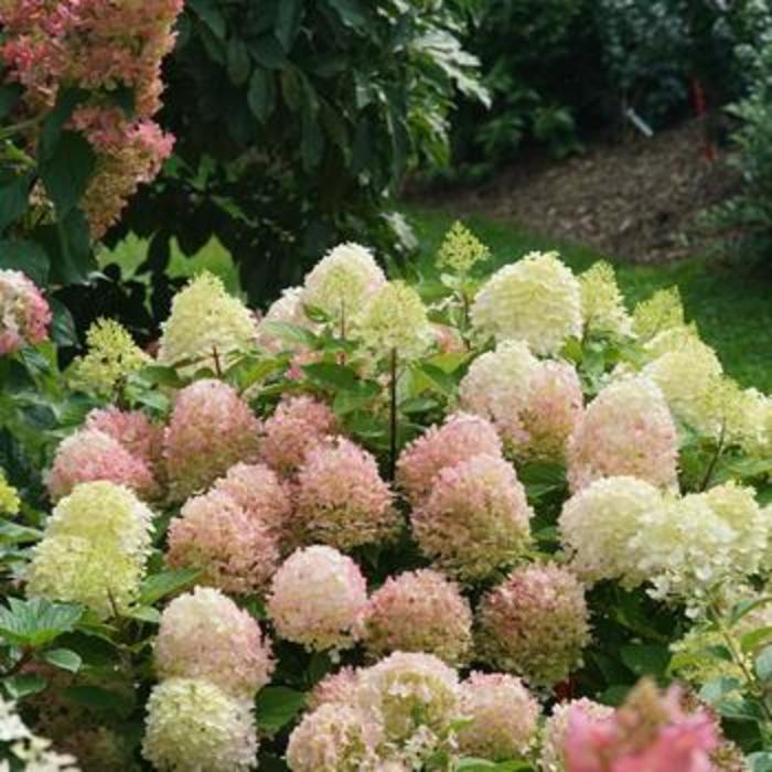 Fire Light Tidbit® Hydrangea - Hydrangea paniculata 'SMNHPK' from Faller Landscape