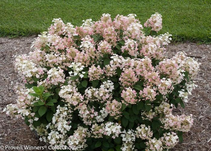 Little Quickfire® Hydrangea - Hydrangea paniculata 'SMHPLQF' from Faller Landscape