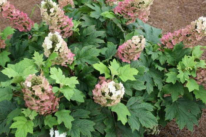 Jetstream™ Hydrangea - Hydrangea quercifolia 'PIIHQ-1' from Faller Landscape