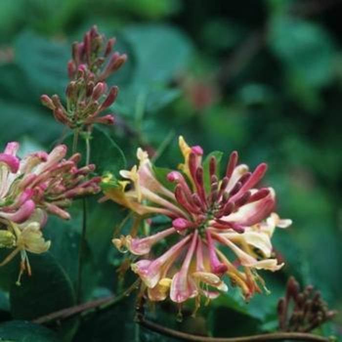 Goldflame Honeysuckle - Lonicera x hectrottii 'Goldflame' from Faller Landscape