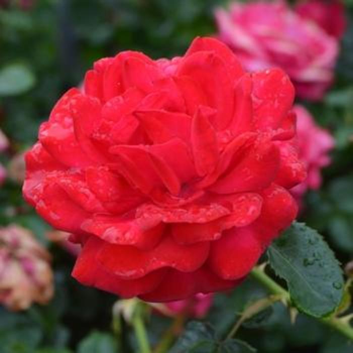 Super Hero Rose - Rosa 'BAIsuhe' from Faller Landscape