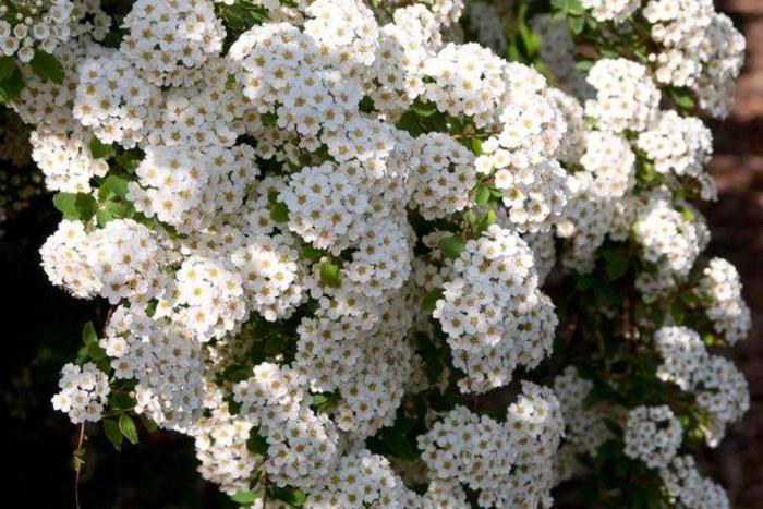 Renaissance Spirea - Spiraea x vanhouttei 'Renaissance' from Faller Landscape