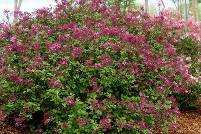 Bloomerang® Dark Purple Lilac - Syringa 'SMSJBP7' from Faller Landscape