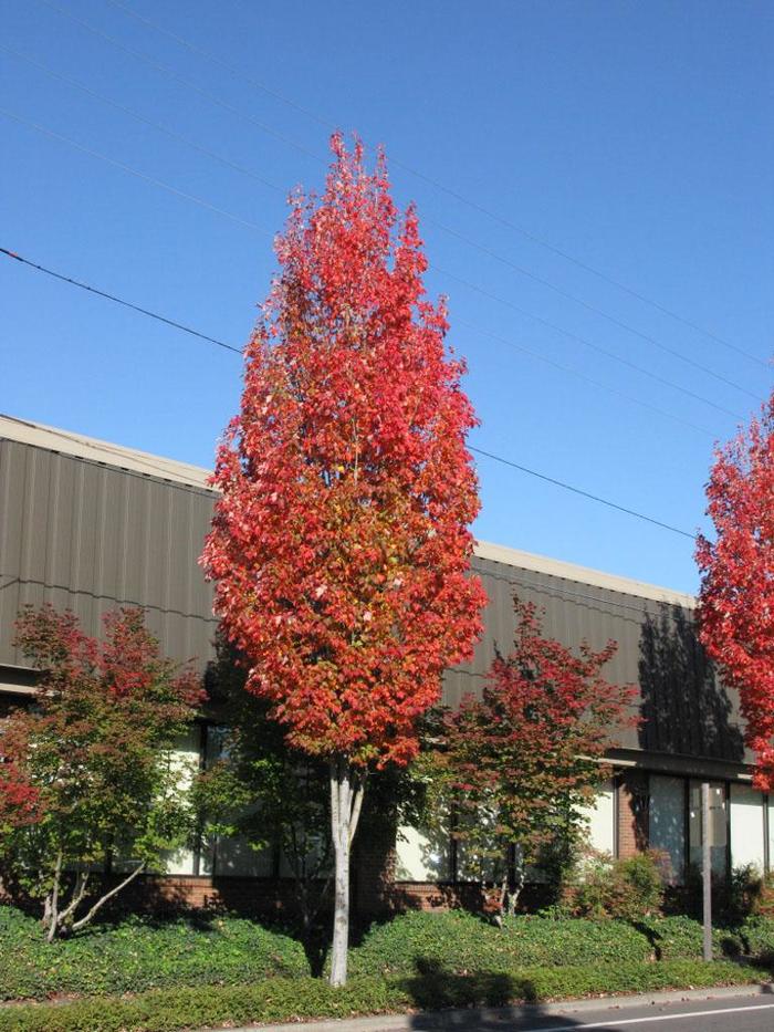 Bowhall Maple - Acer rubrum 'Bowhall' from Faller Landscape