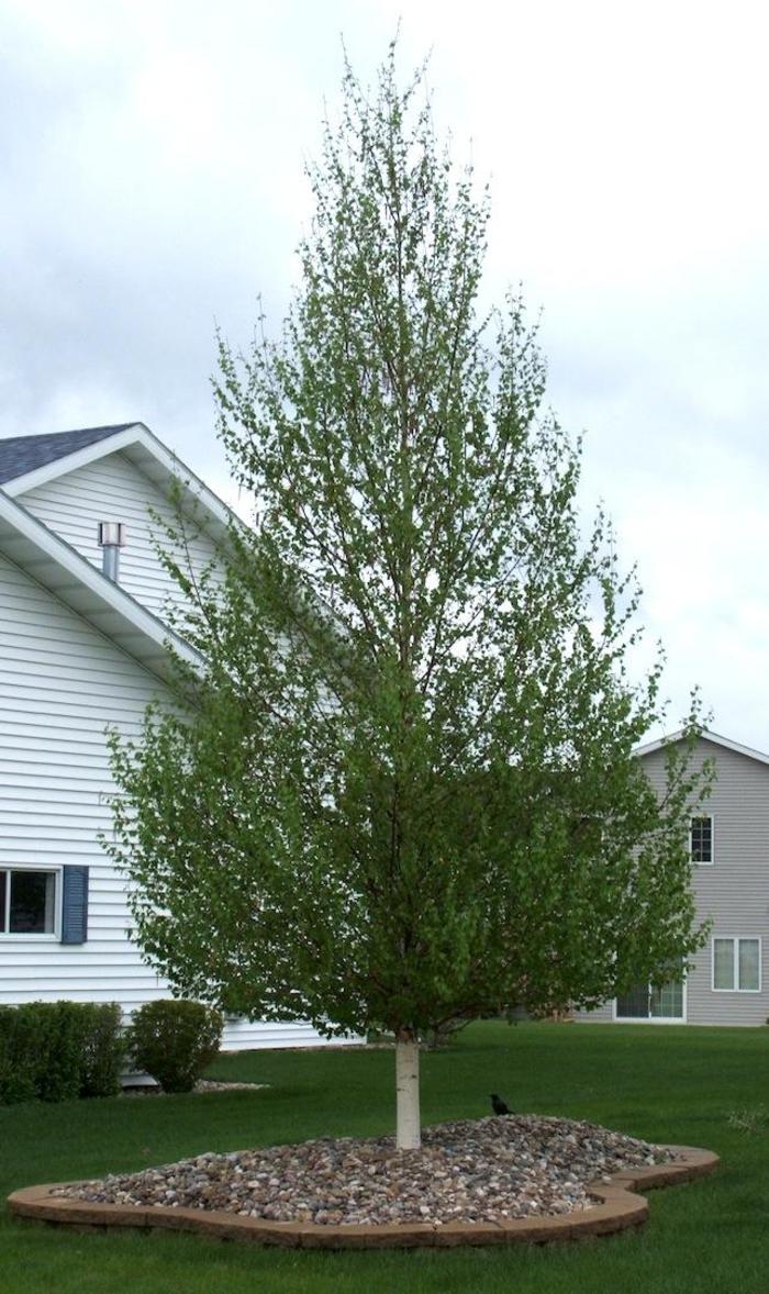 Dakota Pinnacle® Birch - Betula platyphylla 'Fargo' from Faller Landscape