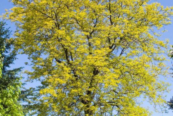 Sunburst® Honeylocust - Gleditsia triacanthos 'Suncole' from Faller Landscape