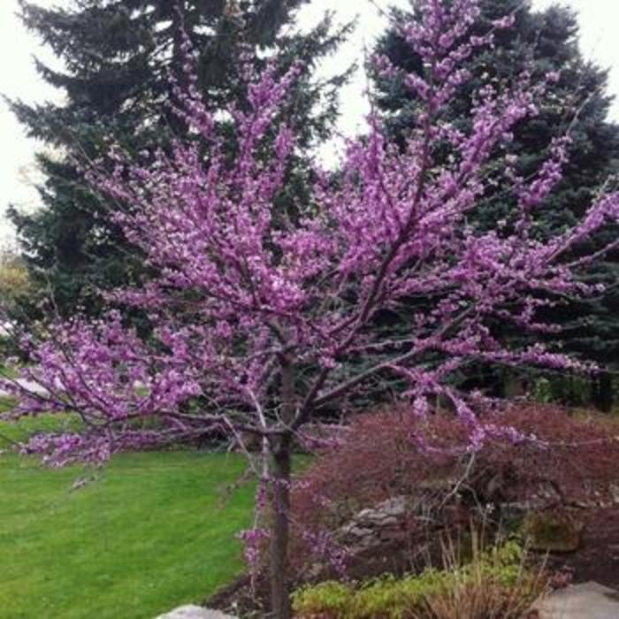 Red Bud - Cercis canadensis from Faller Landscape