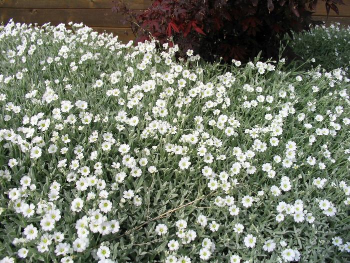 Snow-in-the-Summer - Cerastium tomentosum from Faller Landscape