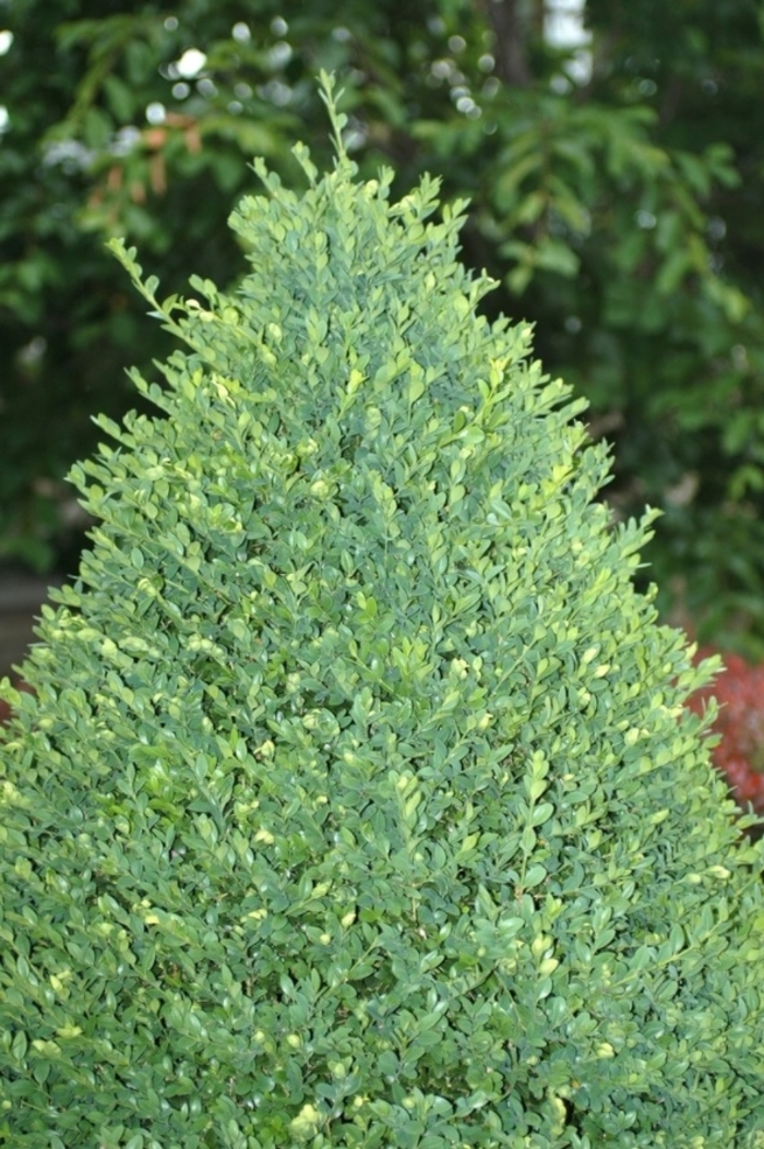 Green Mountain Boxwood - Buxus 'Green Mountain' from Faller Landscape