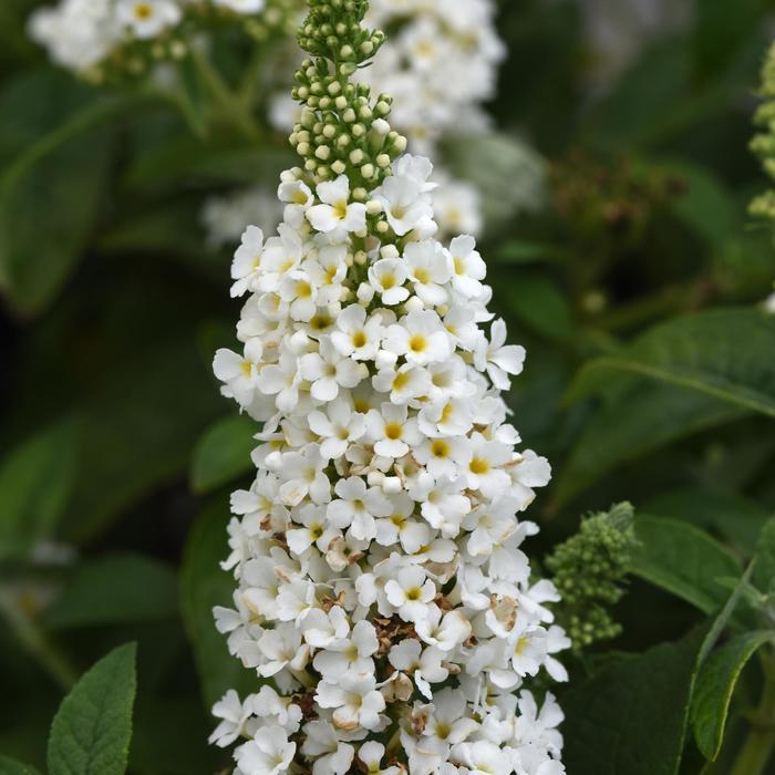 Chrysalis™ White Butterfly Bush - Buddleia davidii 'Chrysalis White' from Faller Landscape
