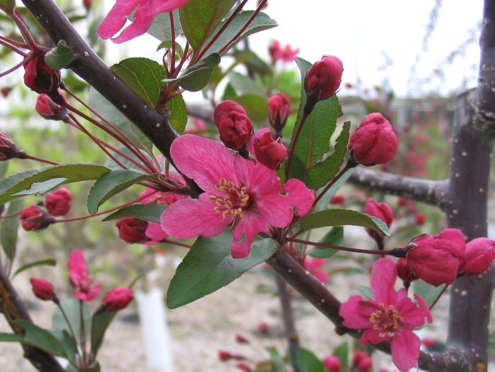 Purple Prince Crabapple - Malus 'Purple Prince' from Faller Landscape