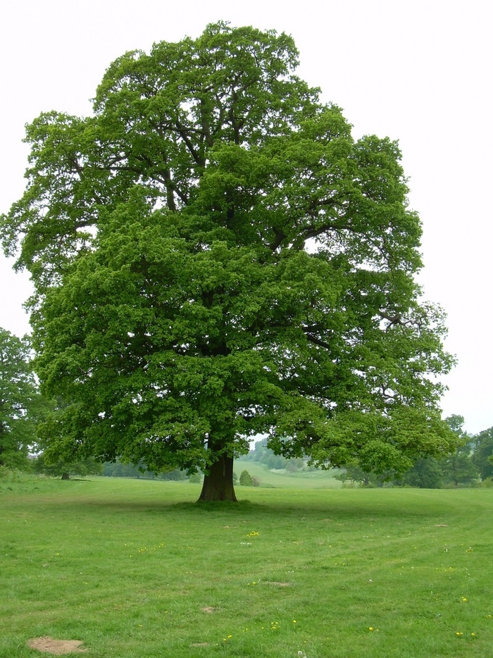 English Oak - Quercus robur from Faller Landscape
