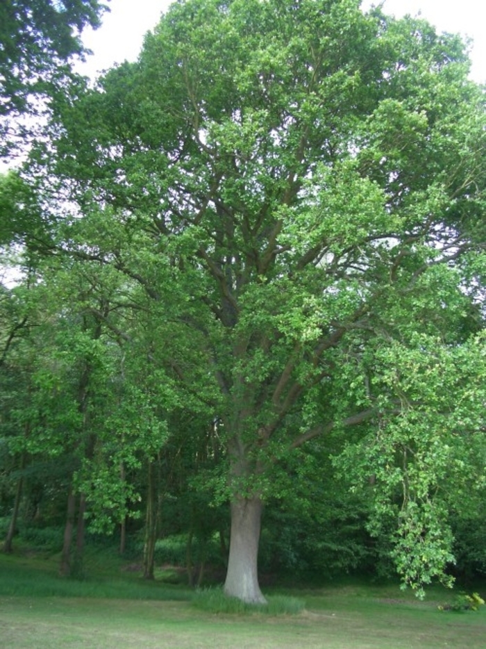 Heritage® Oak - Quercus x macdaniellii 'Clemons' from Faller Landscape