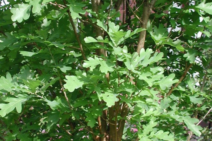 Crimson Spire™ Oak - Quercus robur x alba 'Crimschmidt' from Faller Landscape