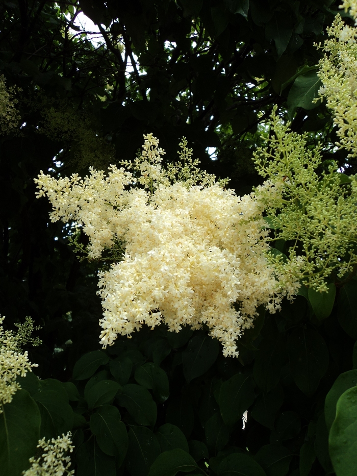 Ivory Silk® Japanese Tree Lilac - Syringa reticulata 'Ivory Silk' from Faller Landscape