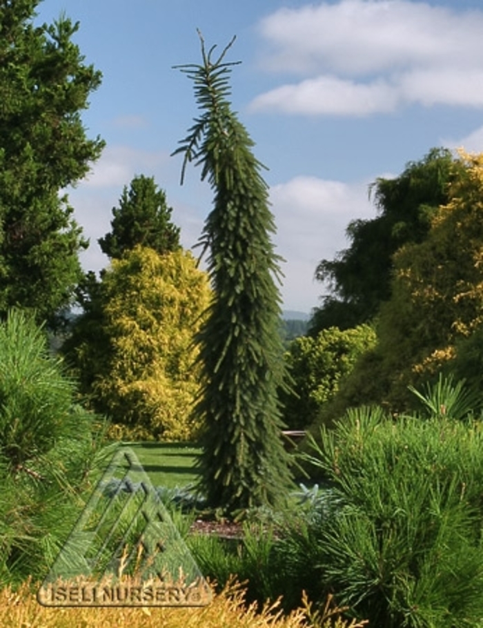 Weeping Serbian Spruce - Picea omorika 'Pendula Bruns' from Faller Landscape