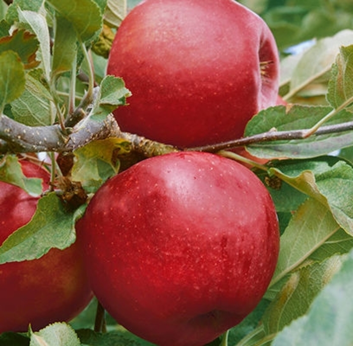 Empire Apple - Malus 'Empire' from Faller Landscape