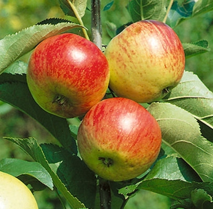 Liberty Apple - Malus 'Liberty' from Faller Landscape