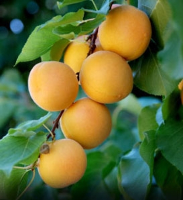 Wenatchee Moorpark Apricot - Prunus 'Wenatchee' from Faller Landscape