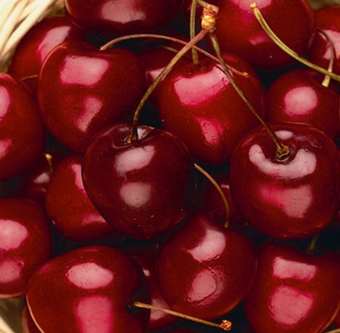 Stella Sweet Cherry - Prunus 'Stella' from Faller Landscape