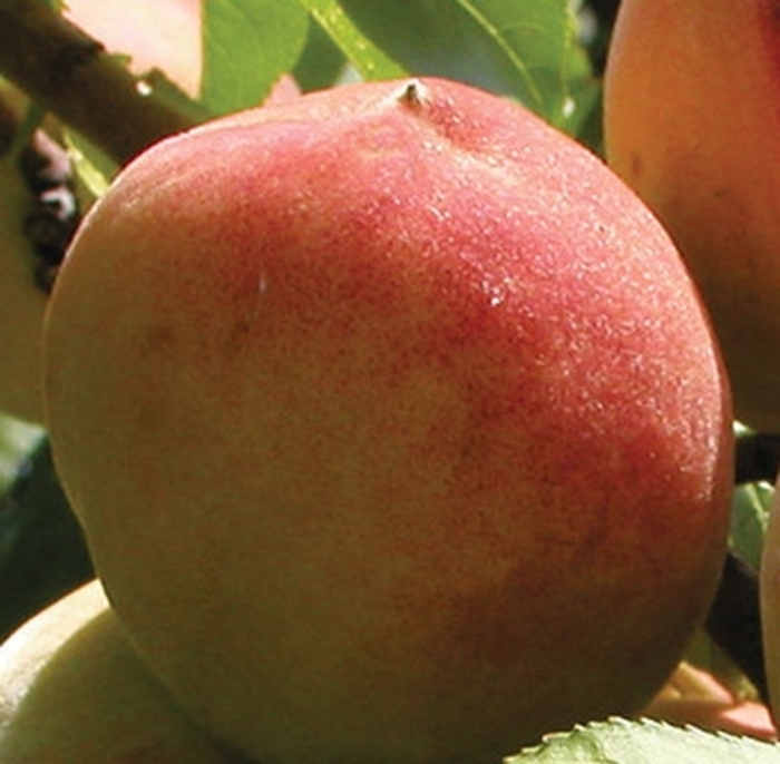 Elberta Peach - Prunus 'Elberta' from Faller Landscape