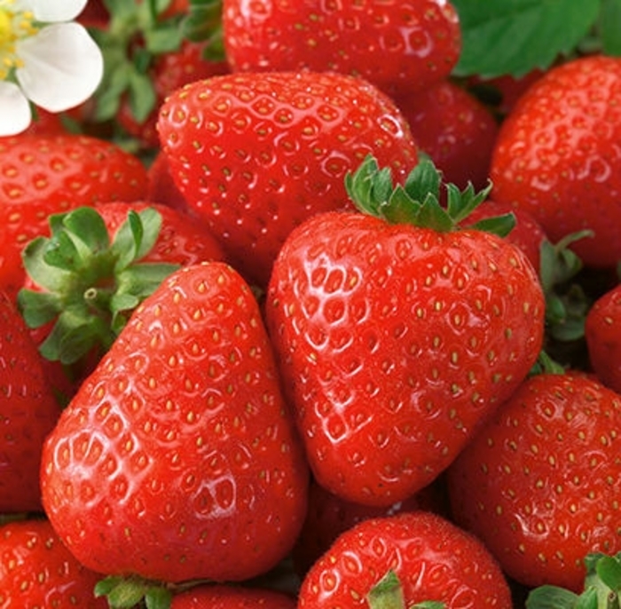 Honeoyo Strawberry - Fragaria x ananassa 'Honeoye' from Faller Landscape