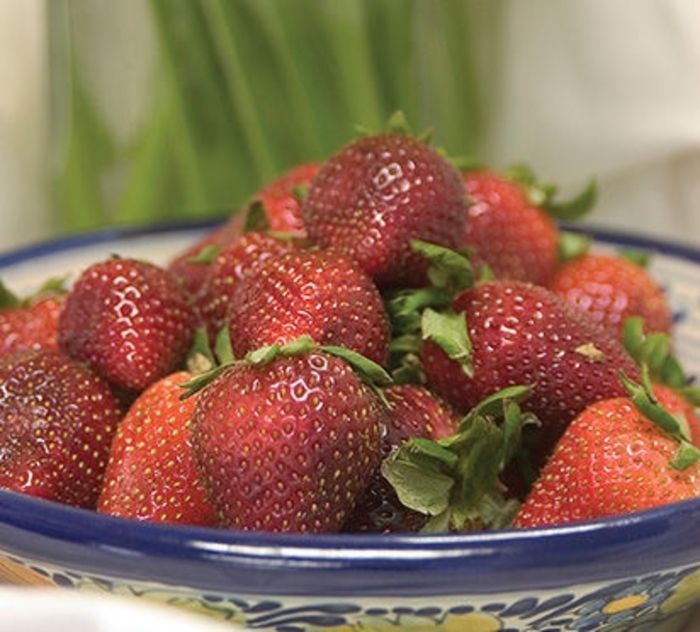 Fort Laramie Strawberry - Fragaria x ananassa 'Fort Laramie' from Faller Landscape