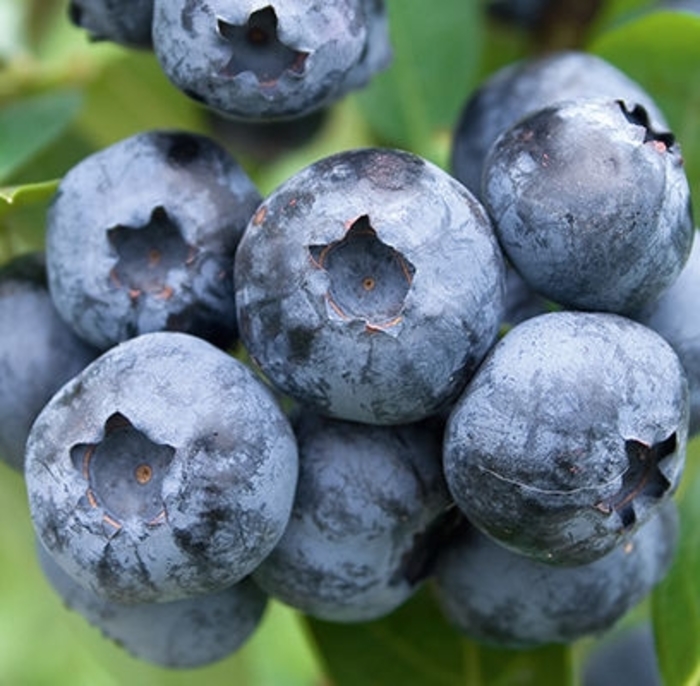 Bluecrop Blueberry - Vaccinium corymbosum 'Bluecrop' from Faller Landscape