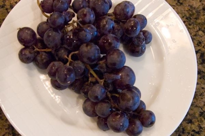 Concord Seedless Grape - Vitis 'Concord' from Faller Landscape