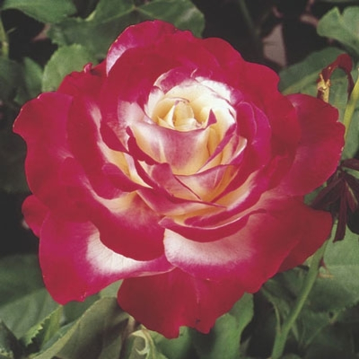 Double Delight Tea Rose - Rosa 'ANDeli' from Faller Landscape
