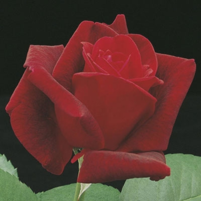 Chrysler Imperial Rose - Rosa 'Chrysler Imperial' from Faller Landscape