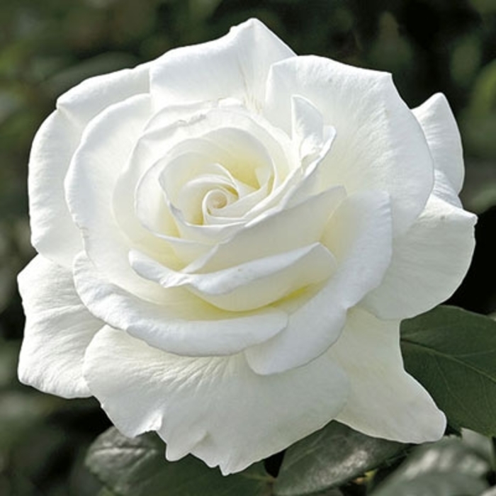 Sugar Moon™ Rose - Rosa 'WEKmemolo' from Faller Landscape