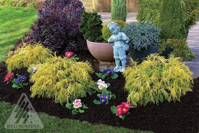 Golden Mop Hinoki - Chamaecyparis pisifera 'Golden Mop' from Faller Landscape