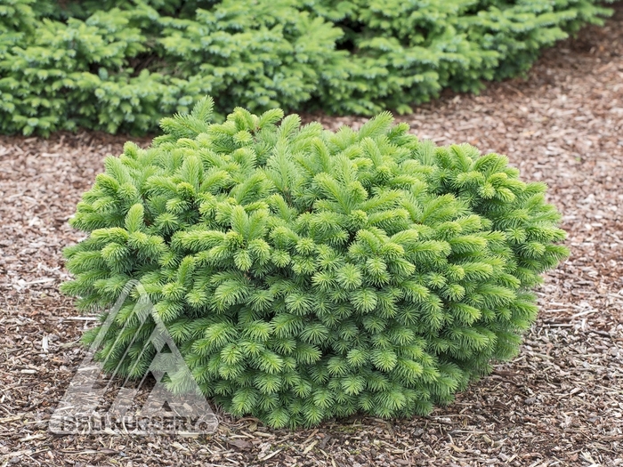 Calvary Norway Spruce - Picea abies 'Calvary' from Faller Landscape