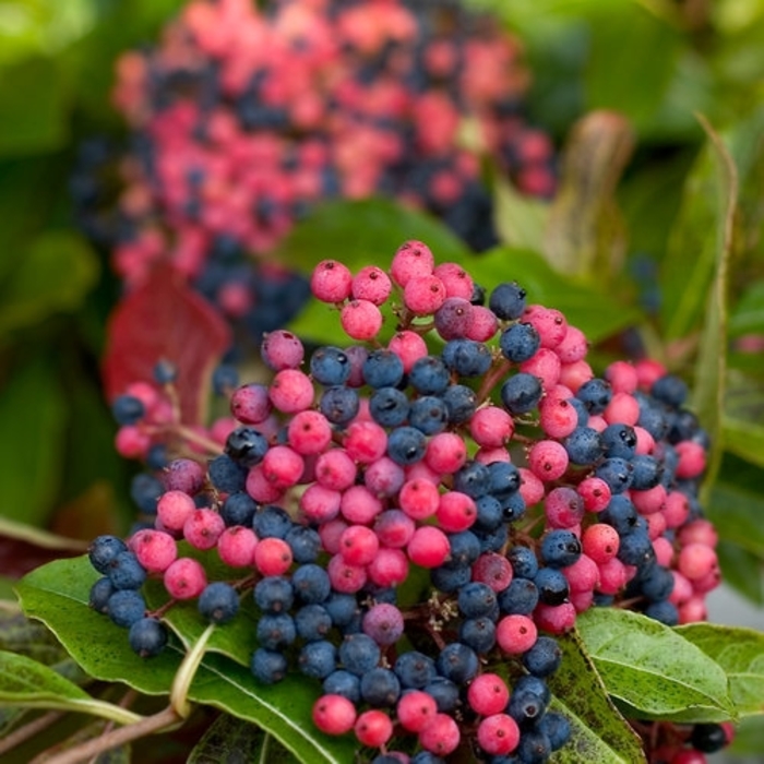 Brandywine™ Viburnum - Viburnum nudum 'Bulk' from Faller Landscape