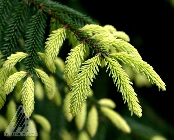 Golden Oriental Spruce - Picea orientalis 'Aureospicata' from Faller Landscape