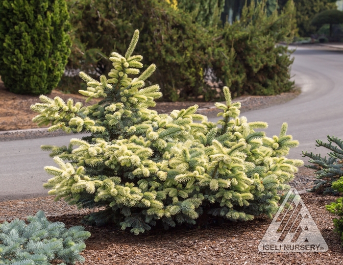 Spring Gold Colorado Blue Spruce - Picea pungens 'Niemetz' from Faller Landscape